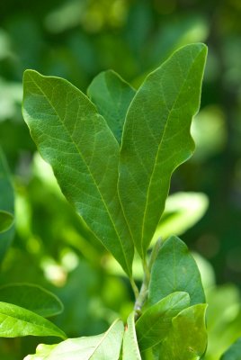 Magnolia stellata - šácholan hvězdovitý - list